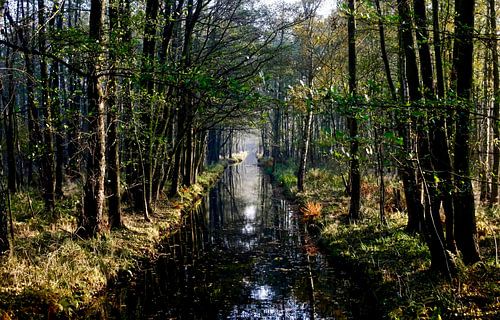 Spreewald