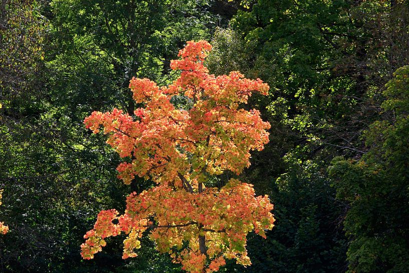Goldener Oktober von Thomas Jäger