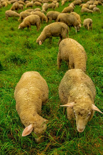 Herbstspaziergang durch die Klassikerstadt Weimar von Oliver Hlavaty