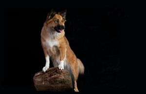 Chien islandais Skaga