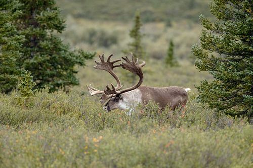 Caribou, renne sur Menno Schaefer
