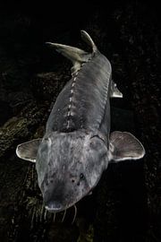 Sturgeon, snout forward, live on the background of the bottom in dark tones, big fish by Michael Semenov