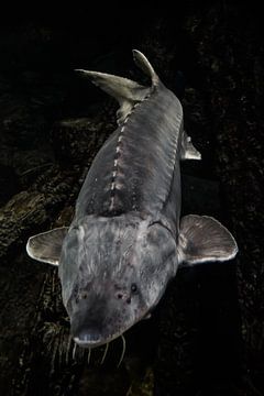 Steur, snuit naar voren, leeft op de achtergrond van de bodem in donkere tinten, grote vis van Michael Semenov