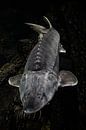 Sturgeon, snout forward, live on the background of the bottom in dark tones, big fish by Michael Semenov thumbnail