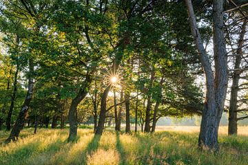 Soleil entre les arbres de la Plantation William III sur la crête de la colline d'Utrecht sur Sjaak den Breeje