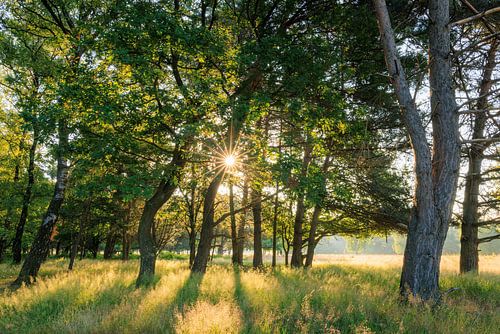 Zon tussen de bomen van Plantage Willem III op de Utrechtse Heuvelrug