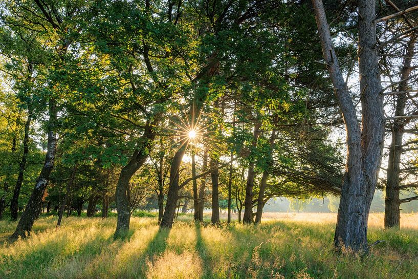 Soleil entre les arbres de la Plantation William III sur la crête de la colline d'Utrecht par Sjaak den Breeje