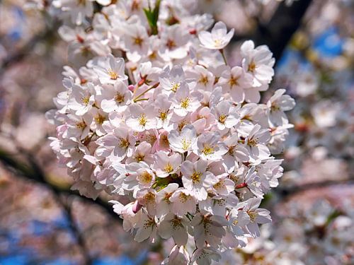 Japanese Cherry Blossom (Sakura)