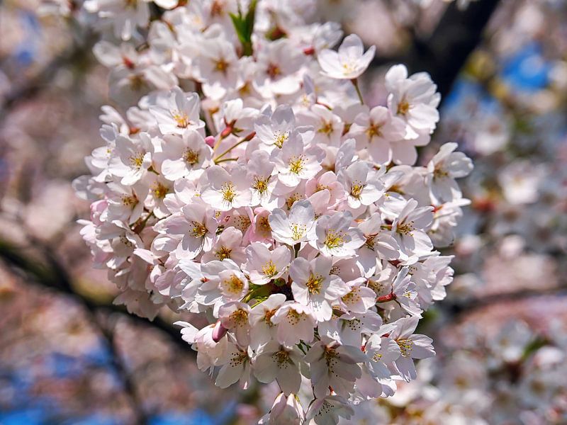 Japanische Kirschblüte (Sakura) von Eduard Lamping