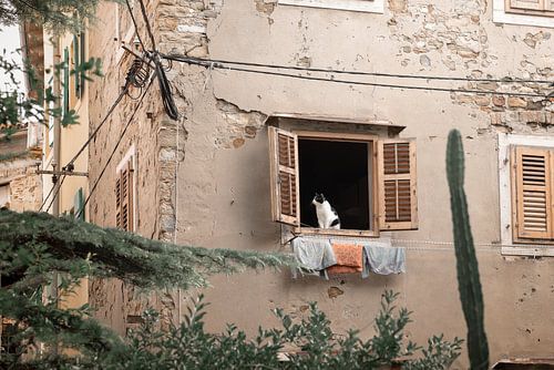 Kat in het raam | Piran | Slovenië | Reisfotografie