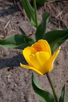 Single tulip enjoying sun