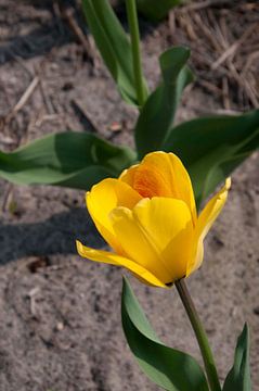 Single tulip enjoying sun van Arthur Wijnen
