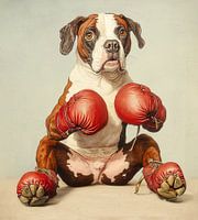 Boxing Boxer