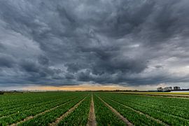 Wolkenvelden von Carla Matthee