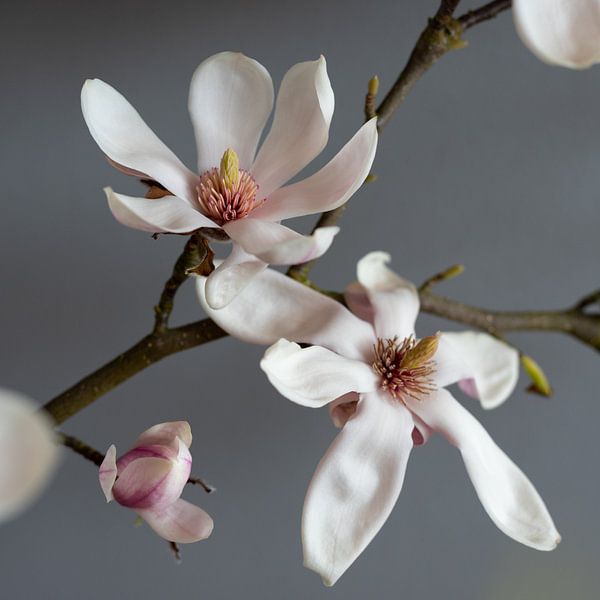 Magnolia rose tendre par Chantal Koster