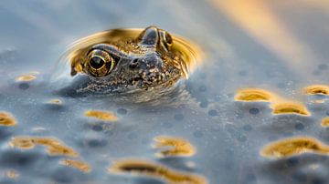 Les yeux d'or sur Elke van Putten