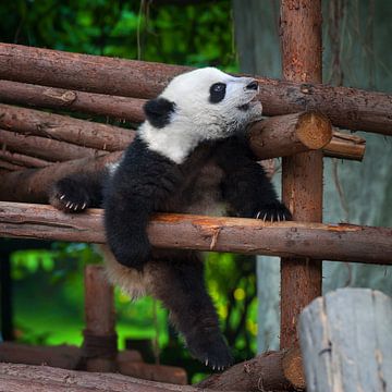 Jeune panda enjoué (ours panda) sur Chihong