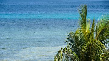 Palmboom met oceaan in de Filipijnen van Jessica Lokker