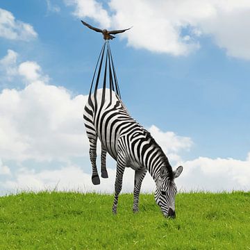 Hab ich dich! Das aufsteigende Zebra von Martijn Schrijver