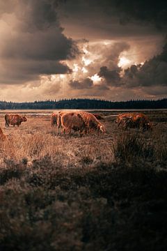 schotse hooglanders van timo hoogewoonink