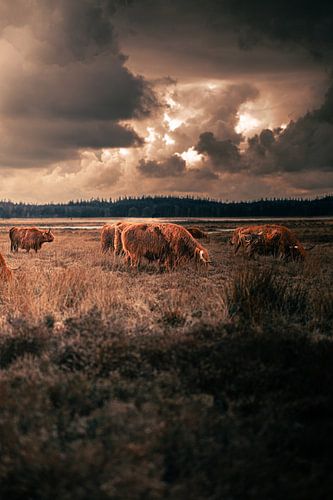 Les Highlanders écossais