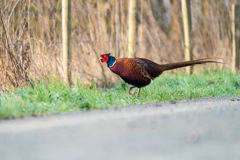 Fasan ist der frühe schöne Morgen im Frühling von Marcel Derweduwen