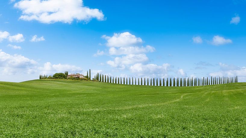 Paysage toscan avec cyprès par eric van der eijkj
