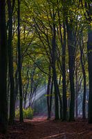 Herfst in het Speulderbos