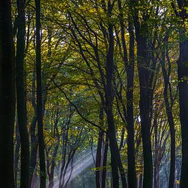 Autumn in the Speulderbos by Kim Claessen