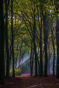 Herfst in het Speulderbos van Kim Claessen