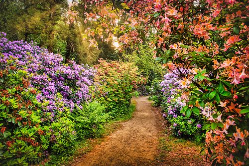 Flowering rhododendrons.