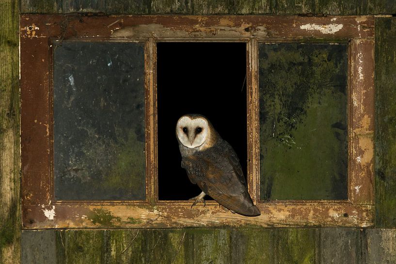 Barn owl by Martin Linge