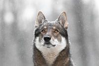Vidar de hond met een laagje sneeuw