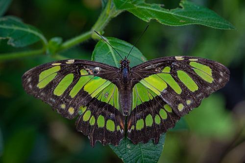 Nahaufnahme Schmetterling auf einem Blatt