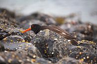 Oystercatcher looking for food at the Oosterschelde by 2BHAPPY4EVER.com photography & digital art thumbnail