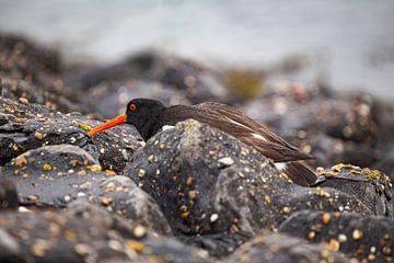 Oystercatcher looking for food at the Oosterschelde