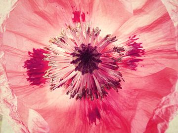 pink papaver van Els Fonteine