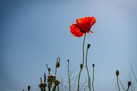 Schöner Mohn mit den roten, zarten Blütenblättern