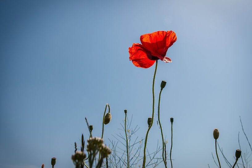 Schöner Mohn mit den roten, zarten Blütenblättern von Henk Hulshof