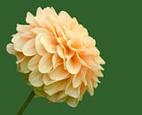 Dahlia in bloei van Petra Vastenburg thumbnail
