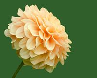 Dahlia in bloei