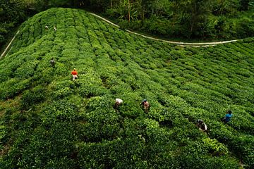 The tea plantations of Cameron Highlands by Jim Abbring
