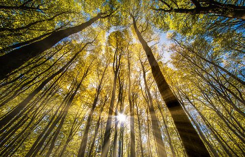 Dernier été / Last Summer sur eric masur | artshop