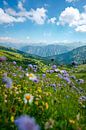 Blumige Aussicht auf die Allgäuer Alpen vom Fellhorn von Leo Schindzielorz Miniaturansicht