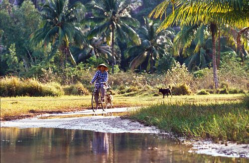 Fietsen door het palmbos - analoog