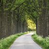 Là où la route disparaît sous des arcades verdoyantes (format paysage) sur Cor de Hamer