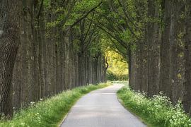 Wo die Straße unter grünen Bögen verschwindet (Querformat)