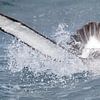 Salvins Albatros, Thalassarche salvini van Beschermingswerk voor aan uw muur