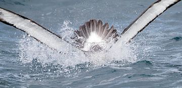 Salvins Albatros, Thalassarche salvini