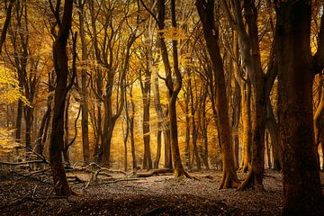 Midas Touch by Thomas Kuipers